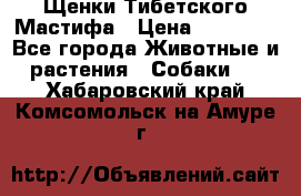 Щенки Тибетского Мастифа › Цена ­ 60 000 - Все города Животные и растения » Собаки   . Хабаровский край,Комсомольск-на-Амуре г.